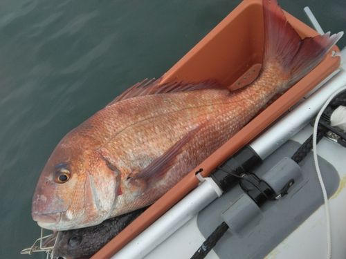 マダイの釣果
