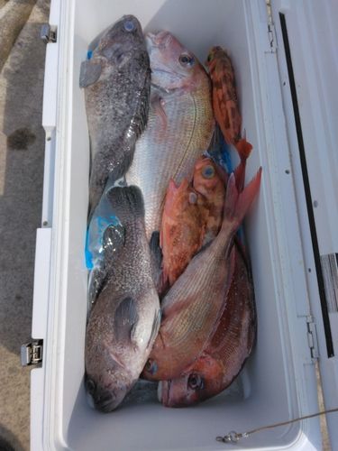 マダイの釣果