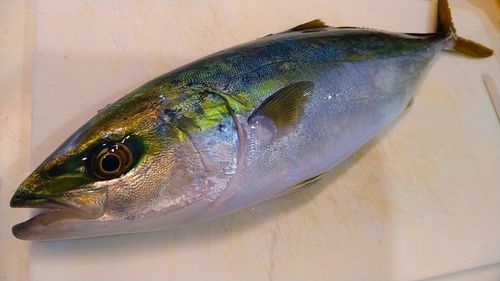 イナダの釣果