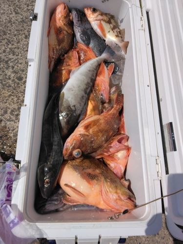 ウッカリカサゴの釣果
