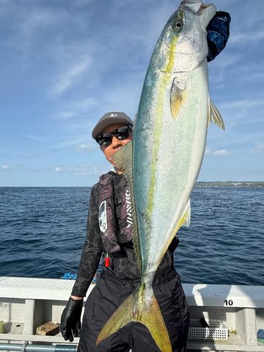ワラサの釣果