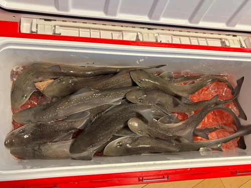 ホシザメの釣果