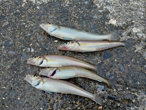 シロギスの釣果