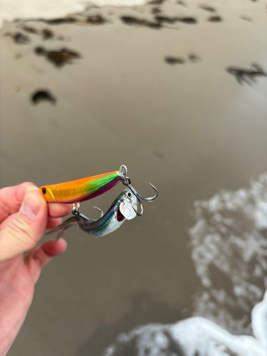 シタビラメの釣果