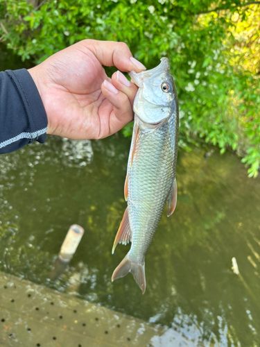 ハスの釣果