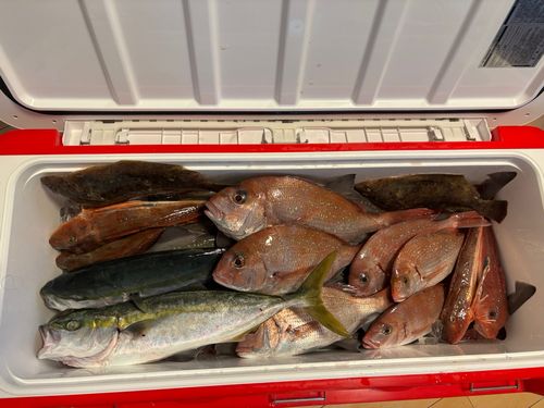マダイの釣果