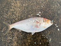 コノシロの釣果
