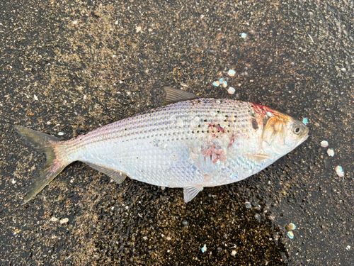 コノシロの釣果