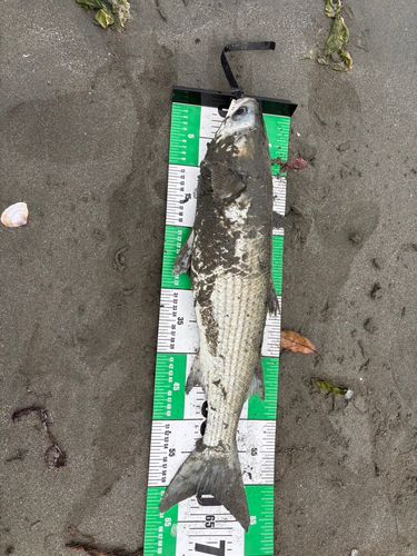 ボラの釣果