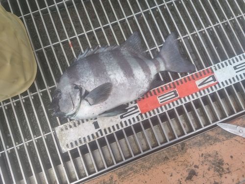 イシダイの釣果