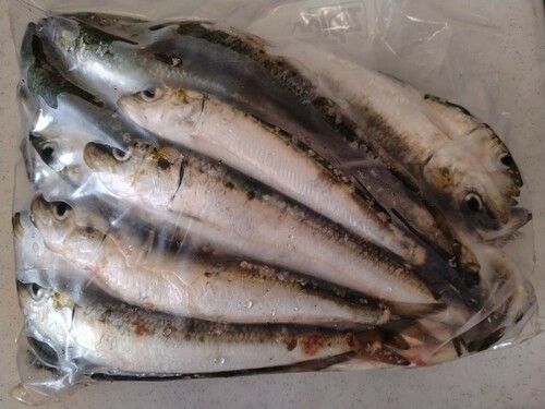 マイワシの釣果