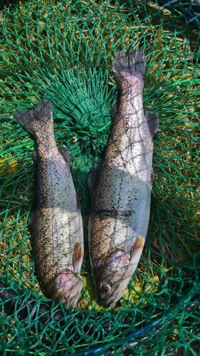 ニジマスの釣果