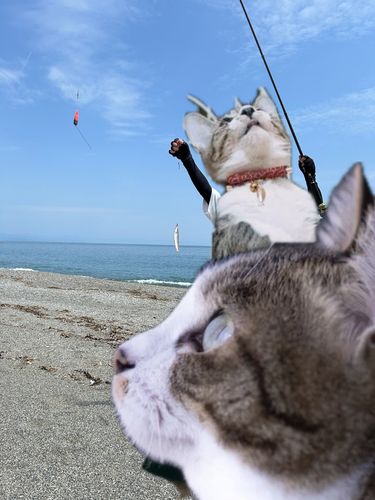 キスの釣果
