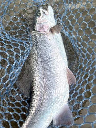 ニジマスの釣果
