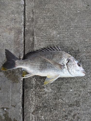 キビレの釣果