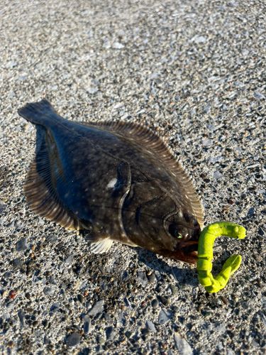 イシガレイの釣果