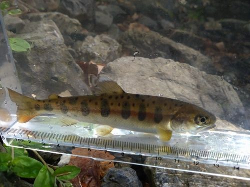 ヤマメの釣果