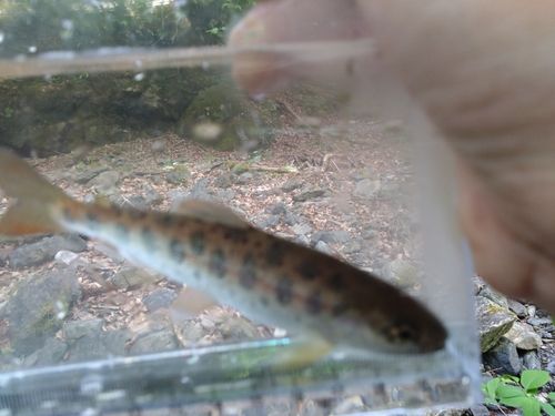 ヤマメの釣果