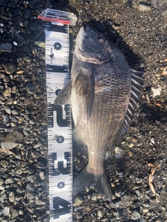 クロダイの釣果