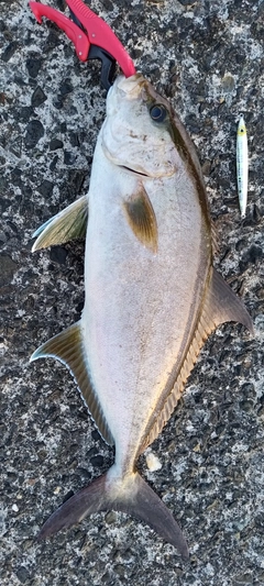 カンパチの釣果