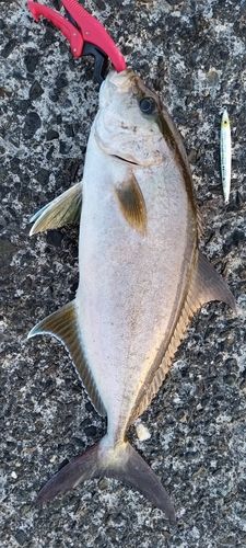 カンパチの釣果