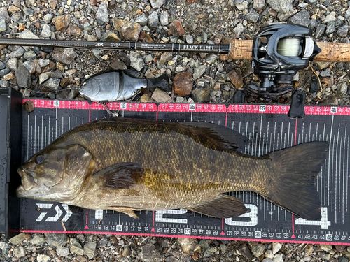 スモールマウスバスの釣果