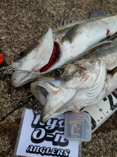 シーバスの釣果