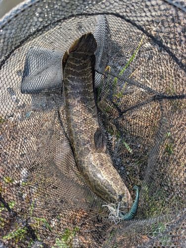 愛知県で釣れたライギョの釣り・釣果情報 - アングラーズ | 釣果600万