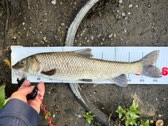 ニゴイの釣果