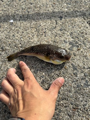 クサフグの釣果