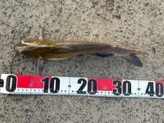 アメリカナマズの釣果