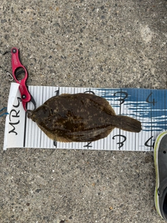 カレイの釣果