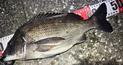 クロダイの釣果