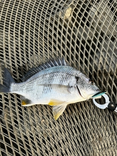 キビレの釣果