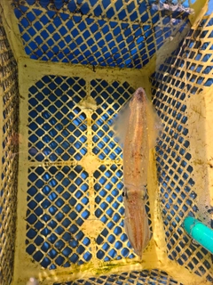 ケンサキイカの釣果