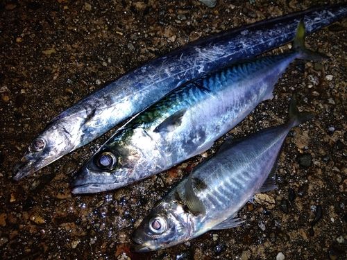 タチウオの釣果