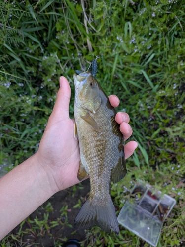 スモールマウスバスの釣果