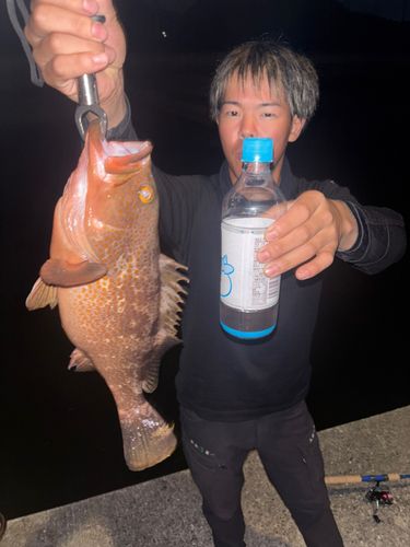 ボラの釣果