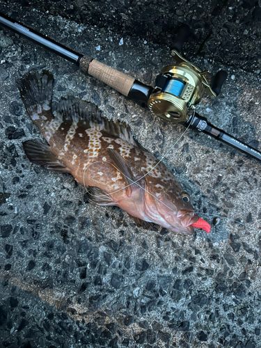 アコウの釣果