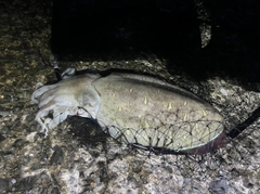 コウイカの釣果