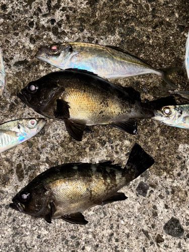 メバルの釣果