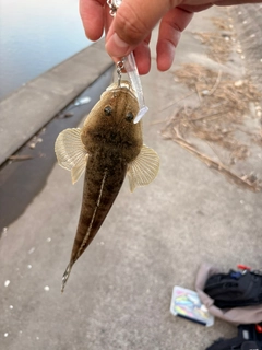 コチの釣果
