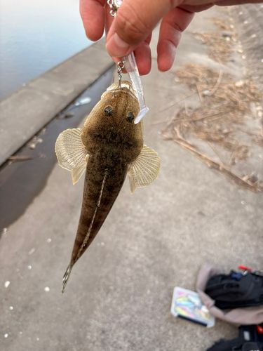 コチの釣果
