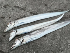 タチウオの釣果