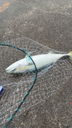 ブリの釣果