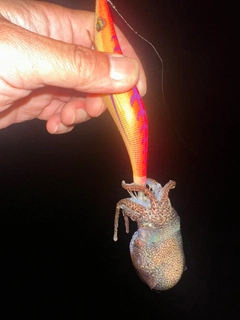 ミミイカの釣果