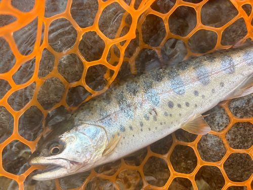 ヤマメの釣果