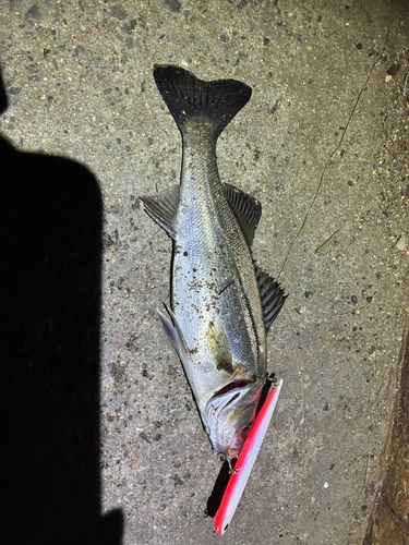 スズキの釣果