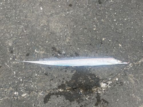タチウオの釣果
