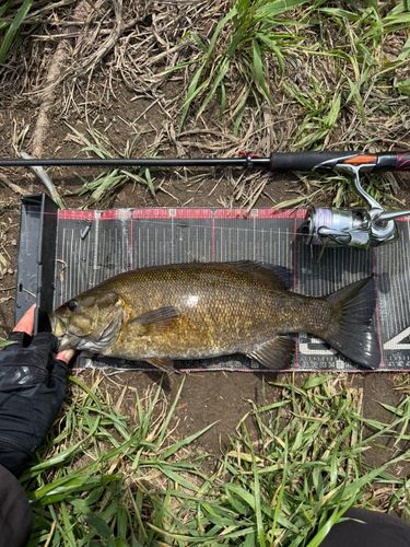スモールマウスバスの釣果